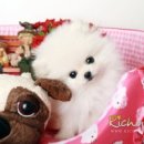 예쁜강아지 Daum카페