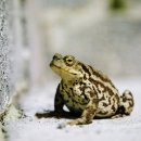 금두꺼비 이미지