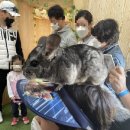 휘바핀란드위드플레이정글 이미지