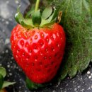 딸기야 이미지
