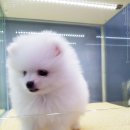 착한애견 이미지