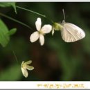 사랑가B 이미지