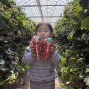 동경농장 | 부산 강서구 플랜비 체험농장 딸기체험 실내가족체험 추천 주말 알뜰체험 후기