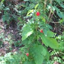 대장나무숲놀이터 이미지