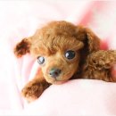 베이비몽 이미지