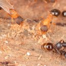 CW-1200-01 이미지