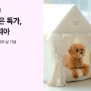 펫토피아 이미지