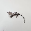 오리엔탈게코대구