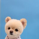 힐스 펫살롱 이미지