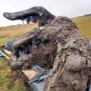 시베리아에서 39,000여년전 곰의 온전한 사체발견.jpg 이미지