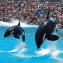 씨~월드 이미지