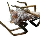 🕷️줄닷거미(Dolomedes japonicus) 💧물 표면을 미끄러지듯 달리는 사냥꾼 🐺거미줄을 치지 않는 물가의 늑대 이미지