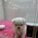 달링하이 포항점 이미지