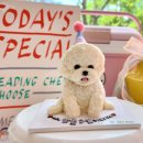 펫푸드스타일리스트와 함께하는 반려동물 수제 간식 만들기부터 창업까지 (3편) | 애견수제간식학원 다니면서 창업 준비했던 과정 (매장 오픈 비용)