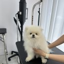 뽀송뽀송강아지미용실 이미지