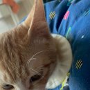 온아동물의료센터 이미지