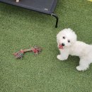 마마독스 애견호텔 이미지