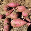 참조은농장 이미지