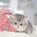 부산고양이분양 모나미네코 동래점 | 아가를 데려왔어요 부산고양이분양 모나미네코 해운대본점