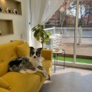 몽슈 펫그루밍샵 이미지