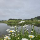 몽산바람팬션 | 태안 몽산포 해수욕장 근처 샤스타데이지 정원 감성 숙소 예쁜 펜션