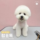 스타일독 | 검단 애견미용 럽포독, NO 스트레스 비숑 미용 후기