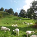 데미샘꿈그린 이미지