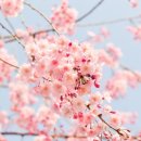 참조은날 이미지