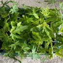 혜민농장 이미지