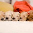 아이러브 동물병원 이미지