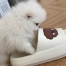 마이도그샵 이미지