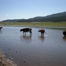 호텔 초원 이미지