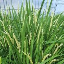 이삭자원 이미지