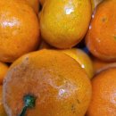 가온농장 | 손이 멈추지 않는 새콤달콤함, 러블리농장 제주감귤 5kg 순삭 후기