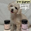 한주종합건설(주) | 강아지 종합영양제 추천, 매일 산책과 함께 챙기는 러닝메이트, 울애기쌩쌩&이너플러스 후기