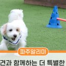 댕시티 | &#39;파주시티 댕투어&#39; 후기 공유합니다~