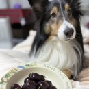 노나먹개 이미지