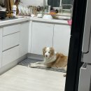 관리 교육·아스파라거스 샌드위치·토스 전생찾기·소소한 쇼핑·큐라스 레이저 후기·보더콜리 그립톡