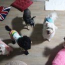 먹고놀개 이미지