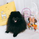 2024-주217 이미지