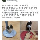 우리집 강아지 이미지