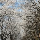 삼회리 강변 자전거길 | 서울 근교 벚꽃놀이, 가평 벚꽃 명소 3곳