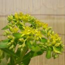 야생화단지내 이미지