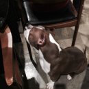 라비앙도그 이미지