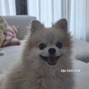 달콤한댕 이미지