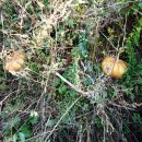 동처농장 이미지