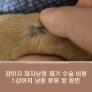 강아지 피지낭종 제거 수술 비용 f.강아지 낭종 종류 및 원인