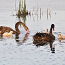 Black Swan 이미지