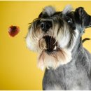 퍼스트 동물메디컬 센터 이미지