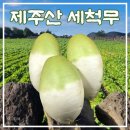 무 이미지